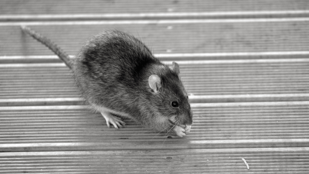 Claim in your summer again: 5 specialist points to outscare peasky rats in your yard