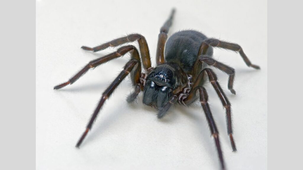 Feather toe lace weaver spider uses toxic silk instead of feng to kill his prey
