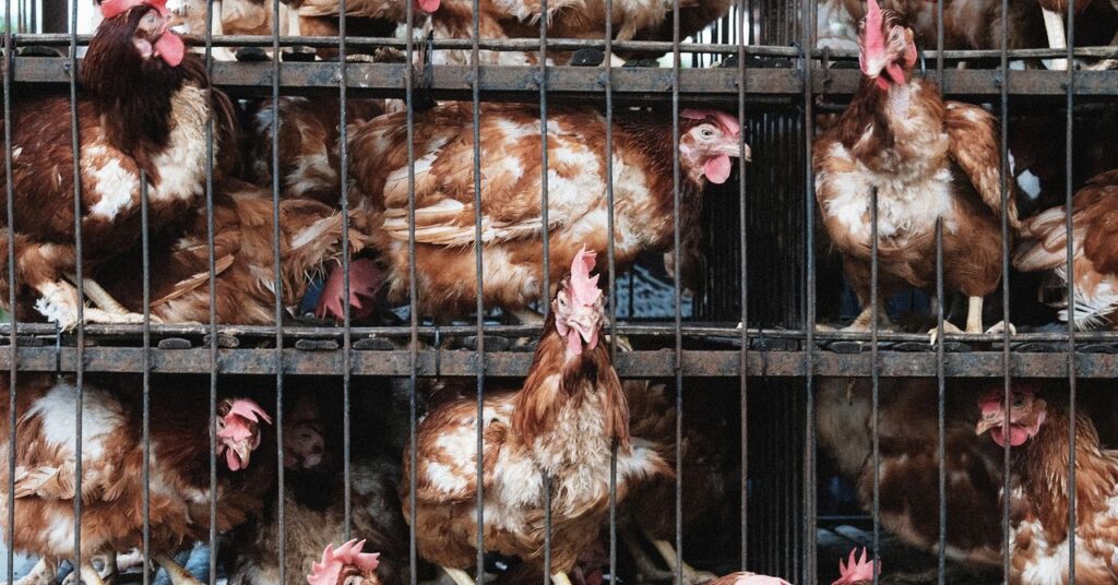 How the farm industry spied animal rights workers and forced the FBI to treat them as a bio -terrorist