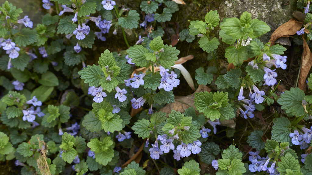 How to stop the ground Ivy to capture your lawn