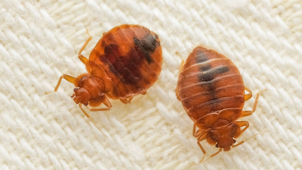 I am a mattress specialist – this is one thing I suggest to control bed bugs this summer