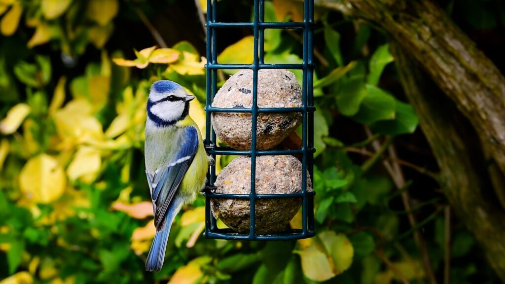 I have discovered the best way to encourage birds in the backyard of my home – and you can also