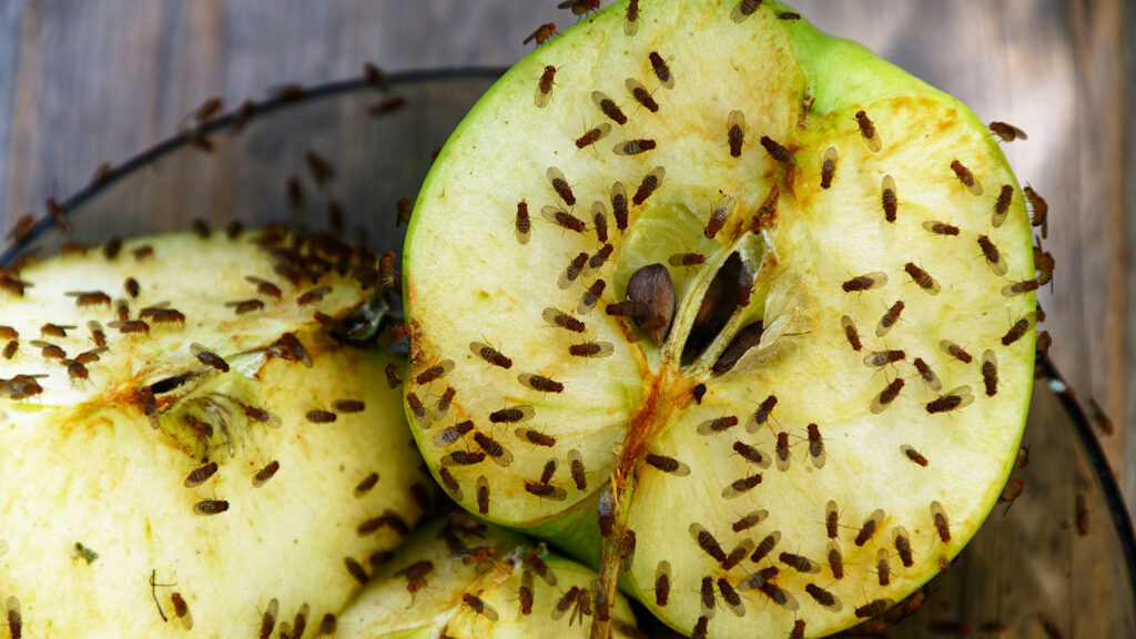 I tried 3 ways to get rid of fruit flies on Amazon – and have a clear winner