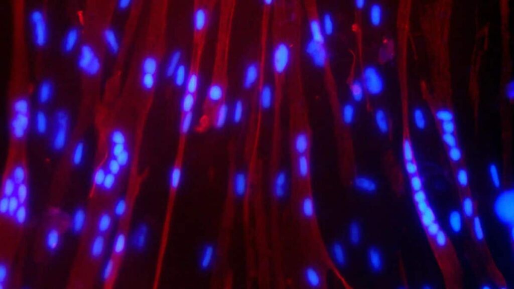 NASA-SURGE STARTS AT SPAIPS Biology Experiences Axiom Mission 4