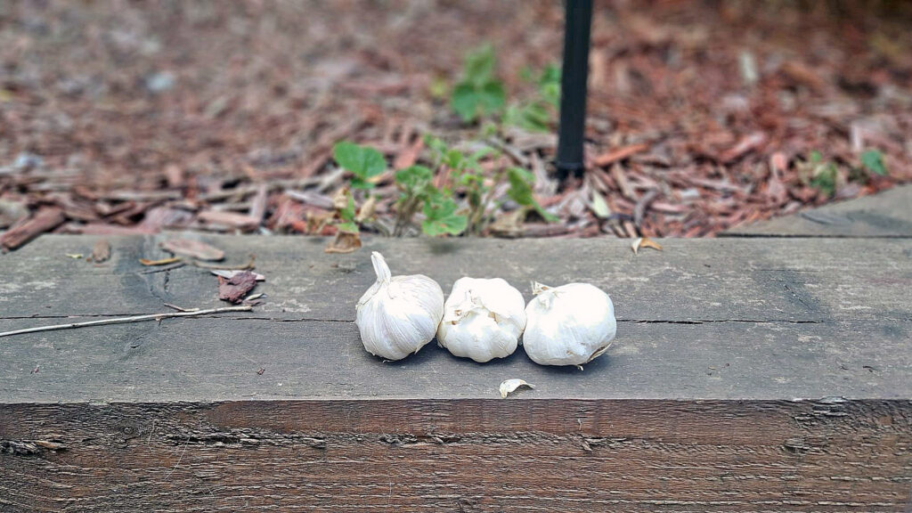 Gardeners urged to use garlic in the yard – experts share reasons
