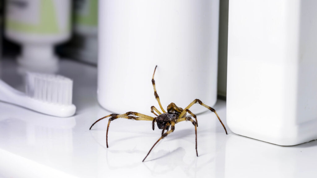Pest experts have warned that you should never squash spiders in your home – why