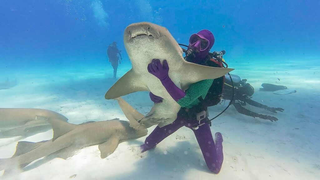 Shark Week 2025: Watch and how to stream up a Toothee programming event