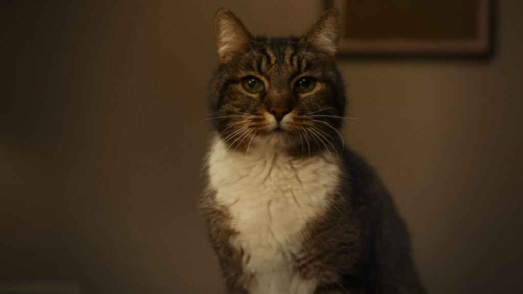 The latest iPhone advertisement promotes the new iOS 26 AI feature that is an old Pixel 6 AI feature