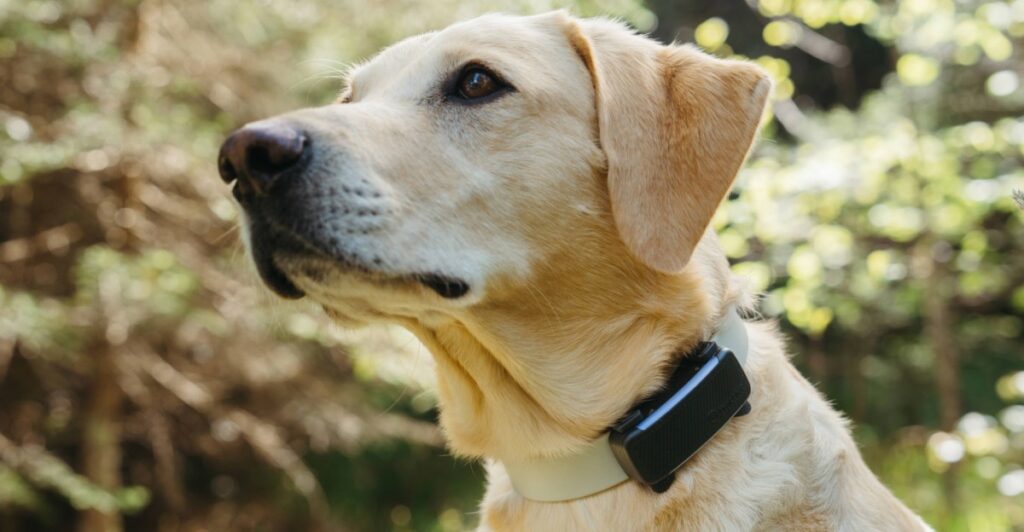 Your whistle pet trackers will stop working next month