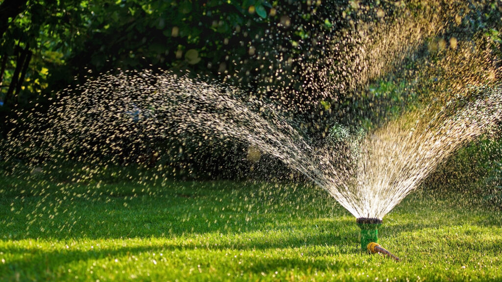 Horticulture experts share how to water their lawn in the heatwave – you’ll be surprised