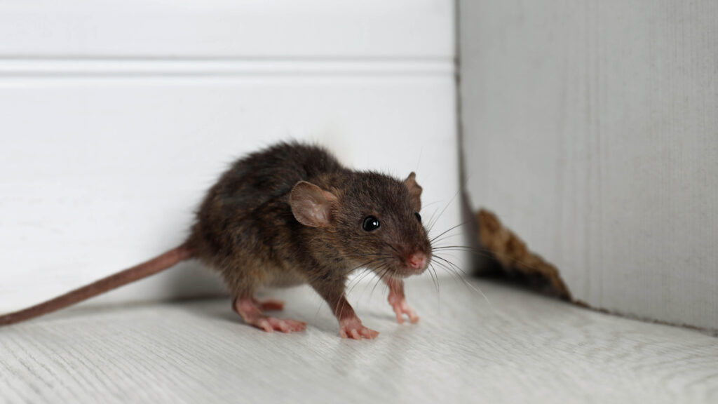 ‘If a pen can fit into space, the rat may also do it too’ – pest experts urge homeowners to take these measures now.