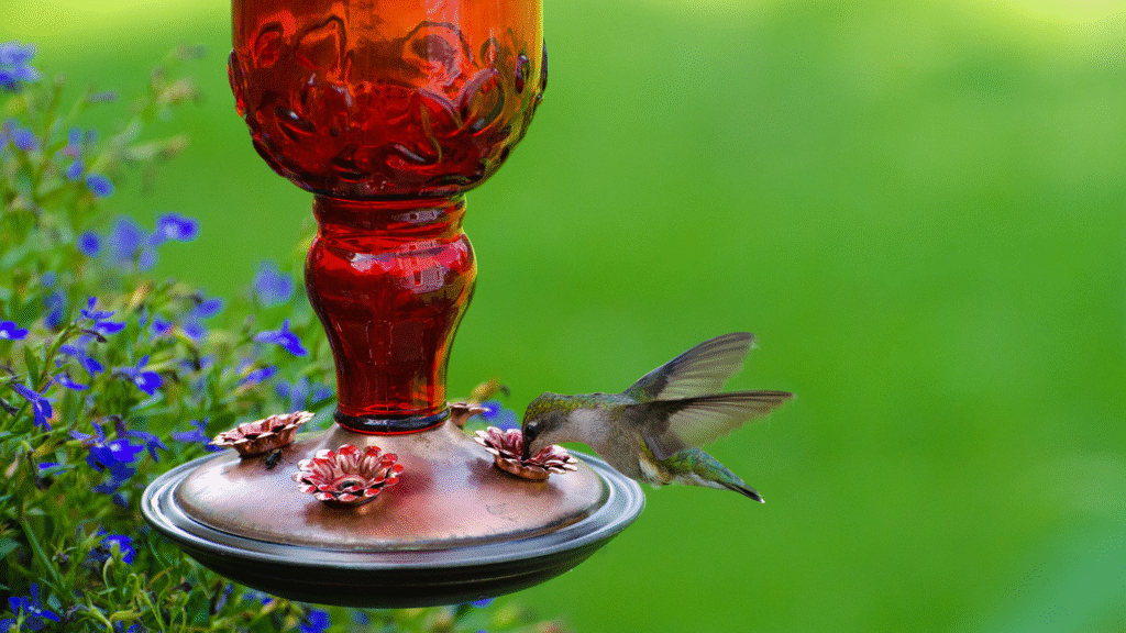 People are wrapping aluminum foil around their sympathetic bird feeders this summer. Why